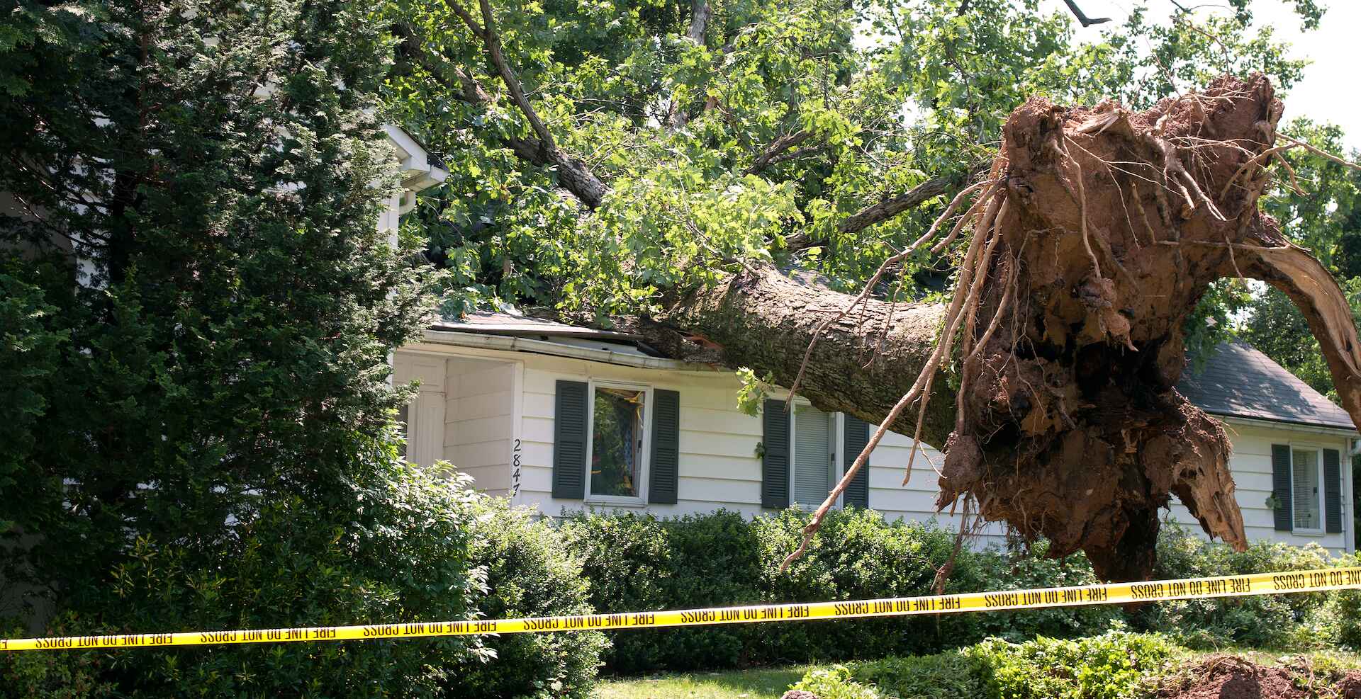 Tree on House Property Damage